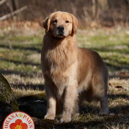 Golden Retriever puppies from The Ohana Paws