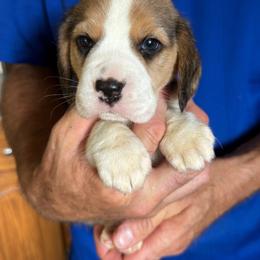 Albert - Black red and white male Beagle puppy in Rockwell, North Carolina from Knockhill Beagles