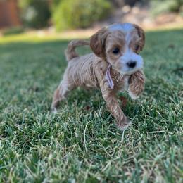 Billie Jean (purple) - Apricot female Goldendoodle puppy in St. George, Utah from Dashing Doodle Pups