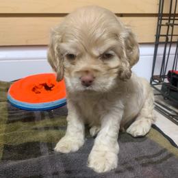 Boy 1 - Buff male Cocker Spaniel puppy in Gadsden, Alabama from Rich Cat’s