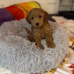Cockapoo, Double Doodle, Goldendoodle, Poodle, and Shihpoo Puppies from Peace, Love, and Puppies at the Creek