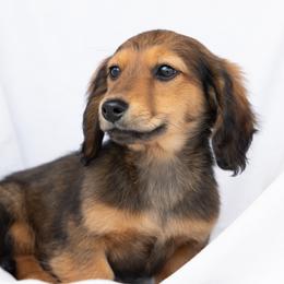 Ode to Joy is 3500 dollars - Red male Dachshund puppy in Crystal, Michigan from Mare-bella Dachshunds