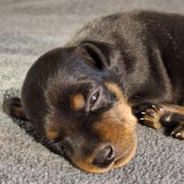 Tiny Male - Black and tan male Miniature Pinscher puppy in Hillsboro, Wisconsin from Meek's Min Pins