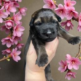 Leo - Sable male German Shepherd puppy in Oakland, Oregon from VHM German Shepherds
