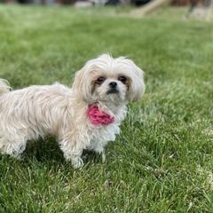 Mi-Kis from Regalo Mi-ki’s