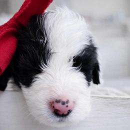 Shillelagh - Brown and white female Sheepadoodle puppy in Rocky Point, North Carolina from CelticDoods