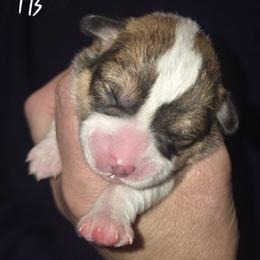 Black - Red male Pembroke Welsh Corgi puppy in Gig Harbor, Washington from Pacific Northwest Pembroke Welsh Corgis