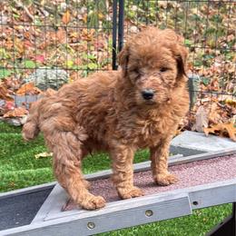 Red - Red  male Poodle puppy in Keedysville, Maryland from Sunshine Red Standard Poodles