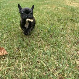 Black and Tan Coonhound and French Bulldog Puppies from Kalan Kennel