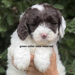 Green collar boy - Chocolate male Australian Labradoodle puppy in Fairfield, California from Twin Sisters Doodles