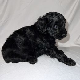 American Bulldog, Aussiedoodle, and Cavapoo Puppies from J&K Kennels