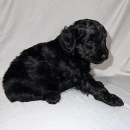 American Bulldog, Aussiedoodle, and Cavapoo Puppies from J&K Kennels