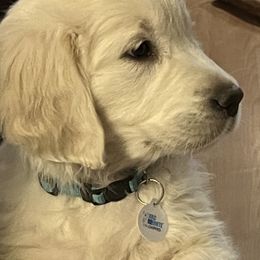 Golden Retriever Puppies from Graceful Goldens