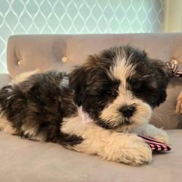 Oliver - Black and white male Shichon puppy in Upland, California from IDREAMOFPUPPIES