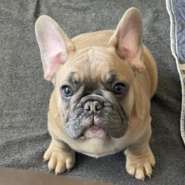Thumper - Blue fawn male French Bulldog puppy in Perris, California from Queenbeebullies