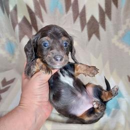 FIONA - BLUE and TAN - Gray (blue) and tan female Dachshund puppy in Swink, Oklahoma from Palali Farm