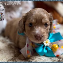 Red Butler (Opie) - Red male Dachshund puppy in Fayetteville, West Virginia from Loop Creek Dachshunds