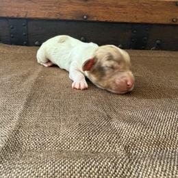 Bandit - Dapple male Dachshund puppy in Clifton, Idaho from Diamondline Doberman