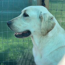 Piper - Labrador Retriever