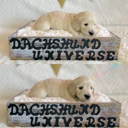 Dachshund Puppies from Dachshund Universe