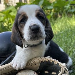 Baby dark green - Black brown and white male Basset Hound puppy in Meyersdale, Pennsylvania from Susan's Basset Hounds