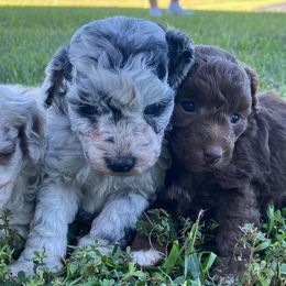 Aussiedoodles from Lil Makuch Aussiedoodles