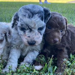 Aussiedoodles from Lil Makuch Aussiedoodles