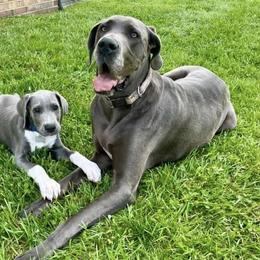 Keiki - Great Dane
