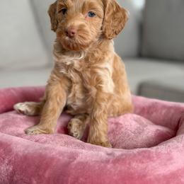 Whisk - Cream male Goldendoodle puppy in Redmond, Oregon from Bourbon and Lace Doodles