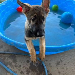 Green Collar - Sable German Shepherd puppy in Wellington, Colorado from Altvater German Shepherds