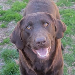 Nelly - Labrador Retriever
