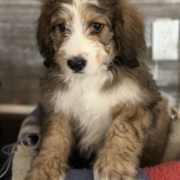 Clara - Brown and white female Bernedoodle puppy in Phelan, California from PuppyPaws4U