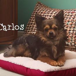 Carlos - Chihuahua