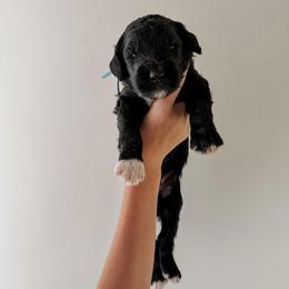 Dayton - Black male Sheepadoodle puppy in Wabash, Indiana from DOODCompany