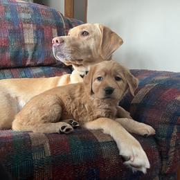 Labrador Retriever Puppies from Sun Ridge Labradors