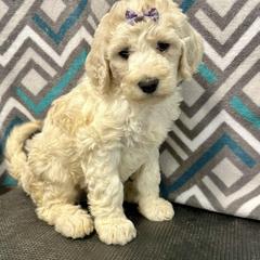 Bernedoodle, Goldendoodle, Labradoodle, and Pyredoodle Puppies from Oopsie Doodles of NC