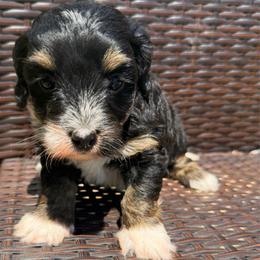 Sunny - Tri-color female Bernedoodle puppy in Sherman, Illinois from Shirl Doodle Life