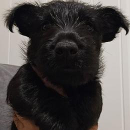 Green - Male5 - Black male Scottish Terrier puppy in Conroe, Texas from Scotch McLaren Terriers