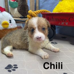 Chili - Red female Pembroke Welsh Corgi puppy in Apison, Tennessee from Ashmore Corgis
