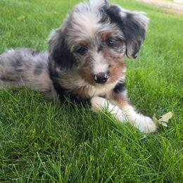 Dollie - Blue merle female Bernedoodle puppy in Blackfoot, Idaho from Draper Mountain Doodles