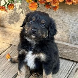 Miniature Australian Shepherd and Toy Australian Shepherd Puppies from Kickapoo Creek Toy & Mini Aussies