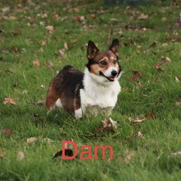 Annie - Sable female Pembroke Welsh Corgi puppy in Fayetteville, Tennessee from Sulphur Springs Corgis