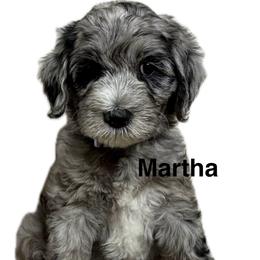 Martha (Washington) - Merle female Goldendoodle puppy in Newark, Ohio from Valleydayle Doodles and Wheatens