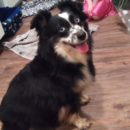 Pepper - Toy Australian Shepherd