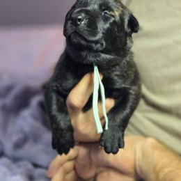 Mint Collar Female - Gold brindle female Dutch Shepherd puppy in Dallas, Georgia from Bluestone Creek Dutch Shepherds