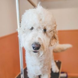 lucy - Goldendoodle