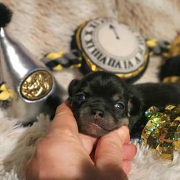 Nikolai - Black and tan male Chihuahua puppy in Gerald, Missouri from OutLaw Chihuahua's