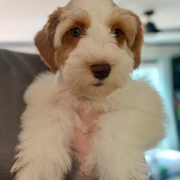 Remington - Wheaten male Miniature Schnauzer puppy in Overton, Texas from Beards & Bows Schnauzer Farm