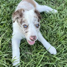 Border Collies from Bar Seven Cattle Dogs