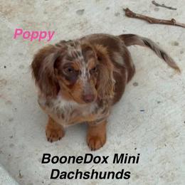 Poppy - Dapple female Dachshund puppy in Lexington, Oklahoma from BooneDox Miniature Dachshunds